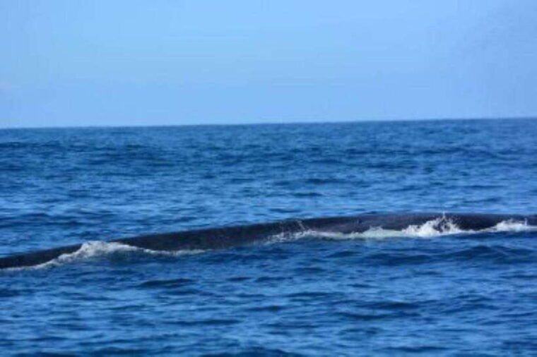mirissa-whale-watching-cruise