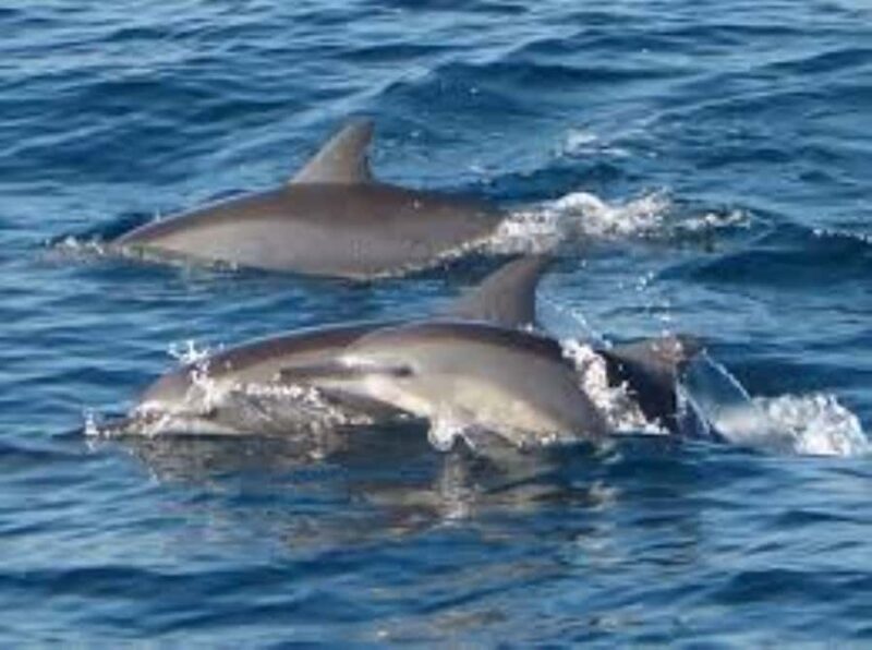 Mirissa: Whale watching day trip from Colombo and Ahungalla - An Overview of the Experience