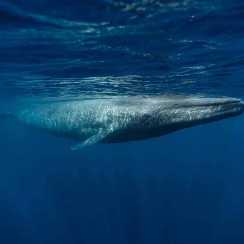 Mirissa: Whale watching day trip from Colombo and Ahungalla - The Galle Dutch Fort Visit