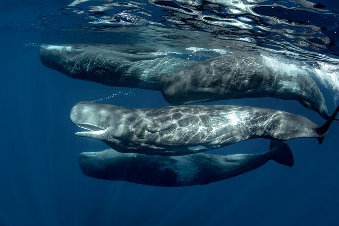 Mirissa Whale Watching Private Day Trip from Colombo or Negombo - A Deep Dive into the Experience