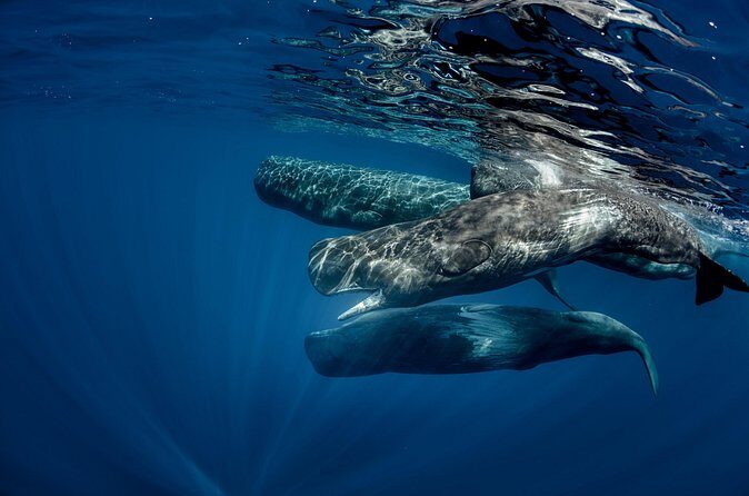 Mirissa Whale Watching Private Day Trip from Colombo or Negombo - FAQ