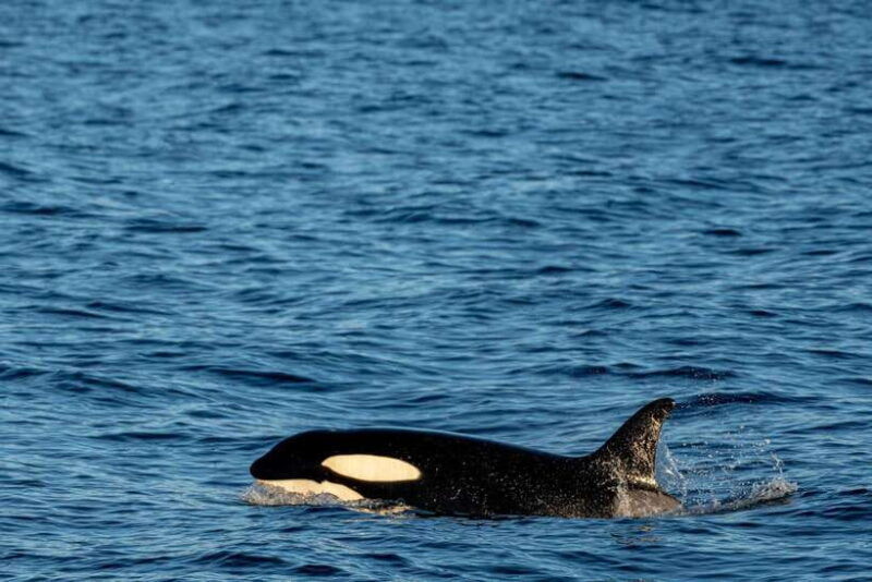 mirissa-whale-watching-snorkeling-and-coconut-hill-tour