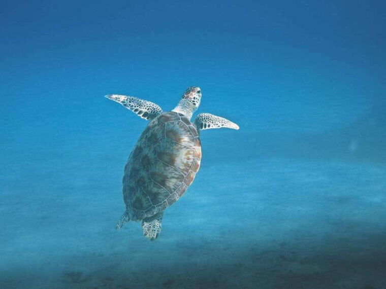 mirissa-whale-watching-snorkeling-and-coconut-hill-tour
