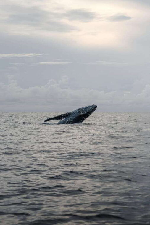 mirissa-whale-watching-snorkeling-and-coconut-hill-tour
