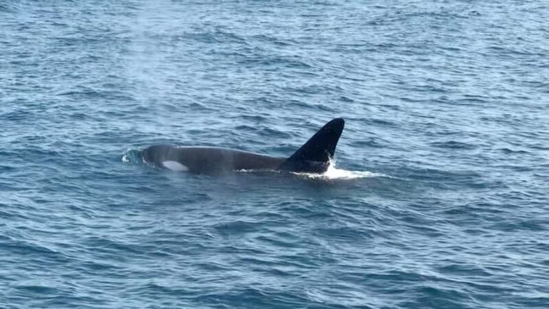 Mirissa Whale Watching Super Luxury Speedboat Private Trip - Final Thoughts