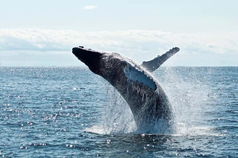 Mirissa: Whale Watching Tour - The Value of the Experience