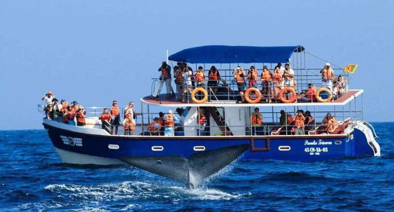 mirissa-whale-watching-tour-a-once-in-a-lifetime-experience