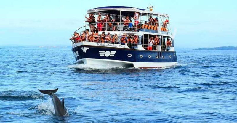mirissa-whale-watching-tour-a-once-in-a-lifetime-experience