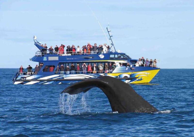 mirissa-whale-watching-tour-a-once-in-a-lifetime-experience