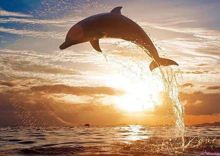 mirissa-whale-watching-tour-a-once-in-a-lifetime-experience