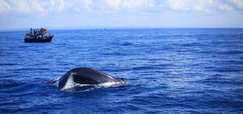 mirissa-whale-watching-tour-from-colombo-or-negombo