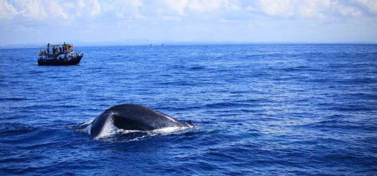 mirissa-whale-watching-tour-from-colombo-or-negombo