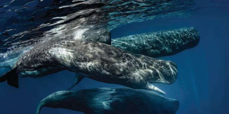 mirissa-whale-watching-tour