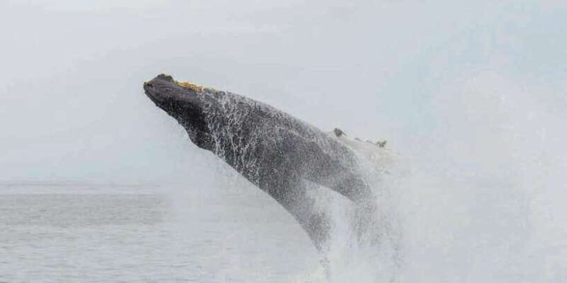 mirissa-whale-watching-tour
