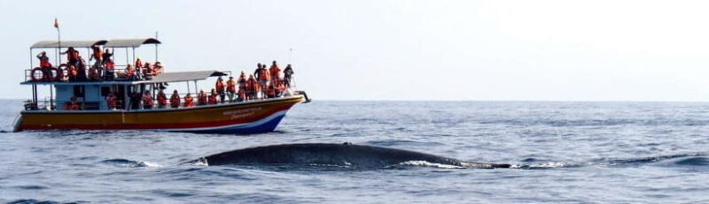 Mirissa Whale Watching-Yala Safari & Galle Fort Night Escape - Key Points