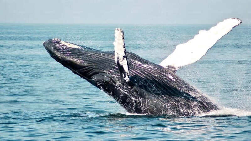 Mirissa Whale Watching-Yala Safari & Galle Fort Night Escape - Exploring the Full Day Itinerary