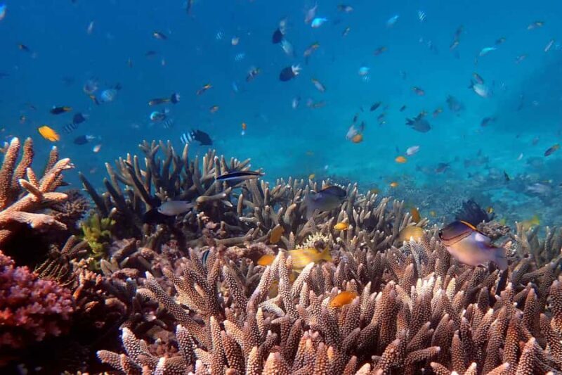 Mission Beach: Outer Great Barrier Reef & Dunk Island Tour - Relaxation and Dunk Island