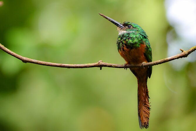 mistico-hanging-bridges-with-transportation-and-naturalist-guide