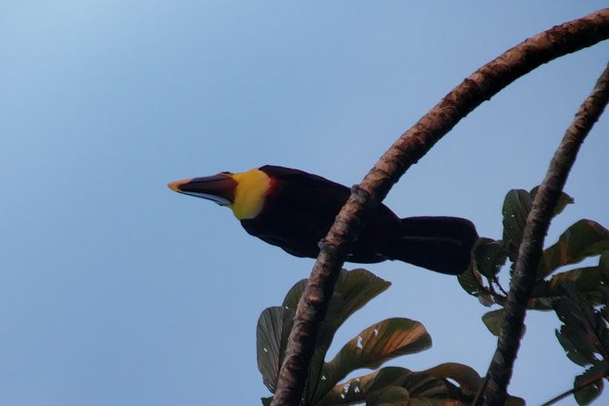 mistico-park-arenal-hanging-bridges-volcano-walk