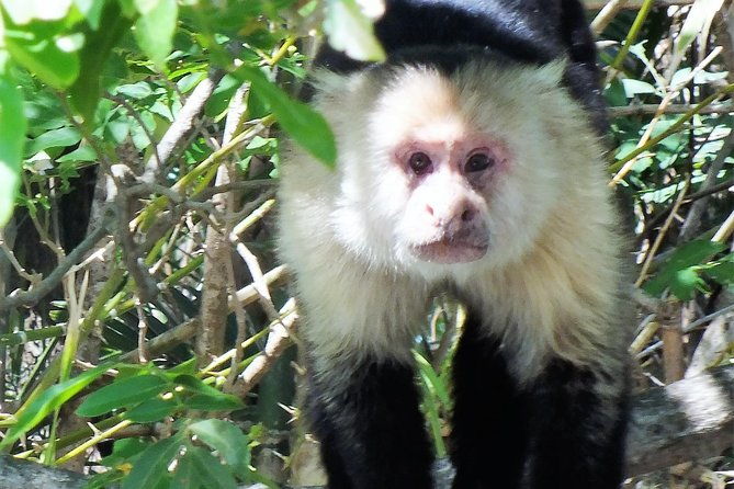 mistico-park-hanging-bridges-la-fortuna-waterfall-best-tours-for-families