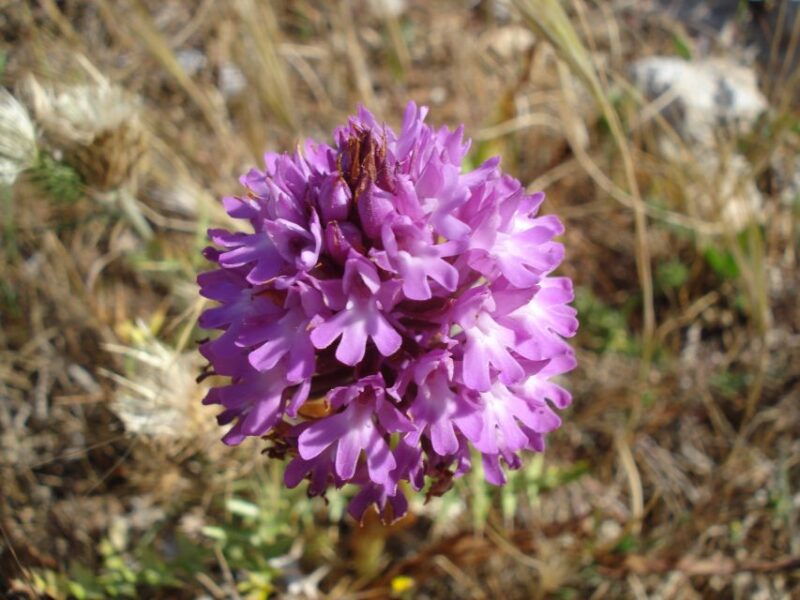 mistra-valley-and-selmun-private-nature-tour-with-transport