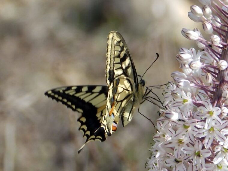 mistra-valley-and-selmun-private-nature-tour-with-transport