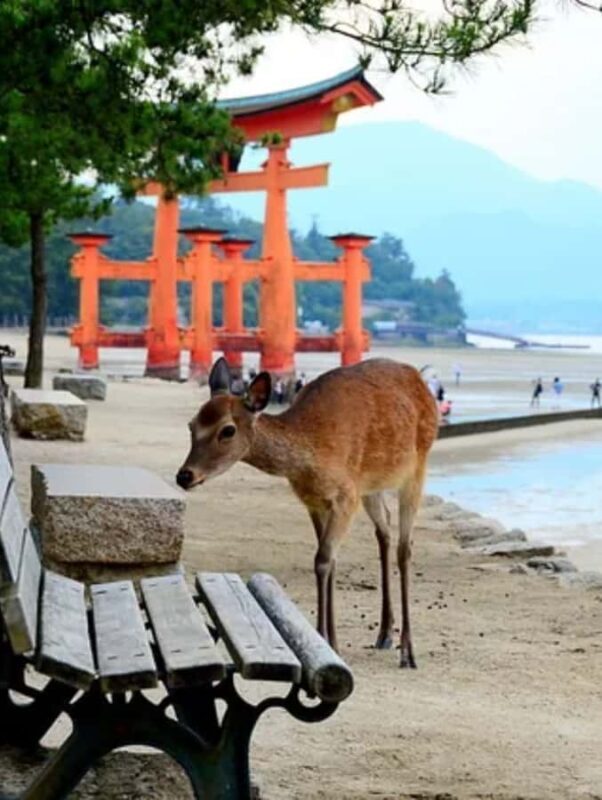 Miyajima & Hiroshima Peace Memorial Private Guided Tour - Ferry Ride and Transportation: A Scenic, Relaxing Start