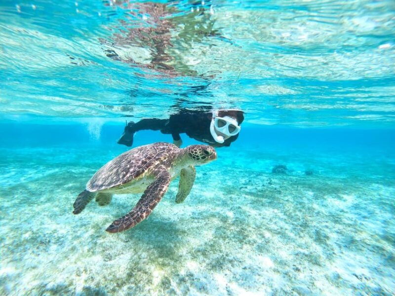 miyako-island-sea-turtle-snorkeling-tour