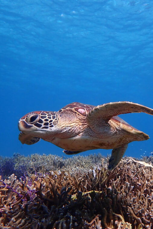 miyako-island-sea-turtle-snorkeling-tour