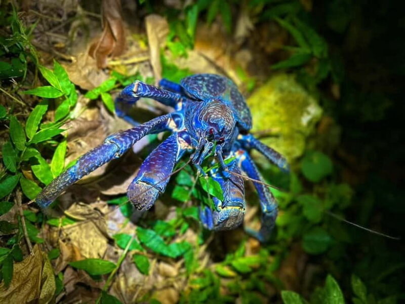 Miyako Island: Stars & Jungle Night Walking Tour - Final Thoughts