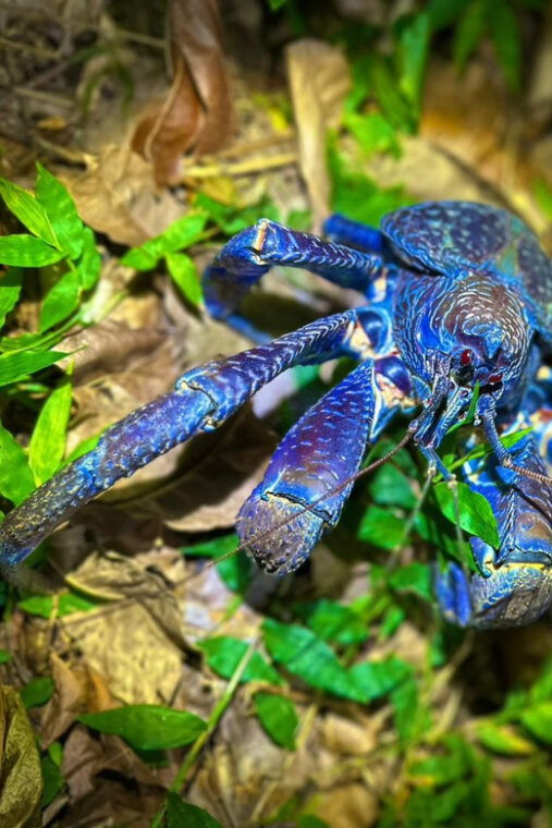 miyako-island-stars-jungle-night-walking-tour