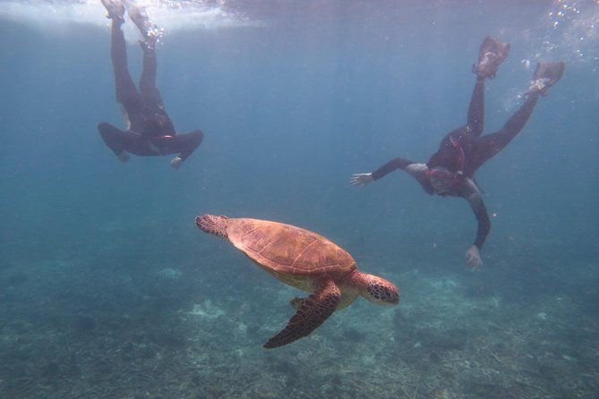 miyakojima-snorkel-private-tour-from-2-people-go-to-meet-cute-sea-turtle