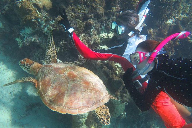 miyakojima-snorkel-private-tour-from-2-people-go-to-meet-cute-sea-turtle