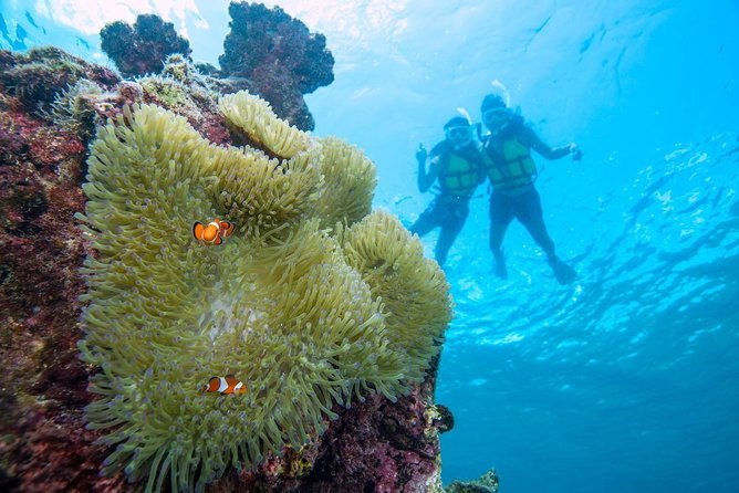 miyakojima-snorkel-tour-to-enjoy-coral-and-fish