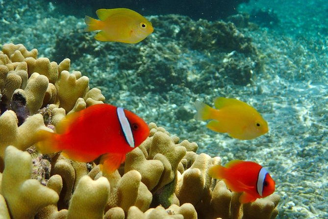 miyakojima-snorkel-tour-to-enjoy-coral-and-fish