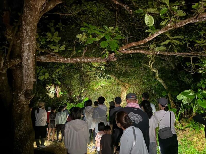 Miyakojima: Starry sky  Jungle Night Tour - Practical Details & Tips for Travelers