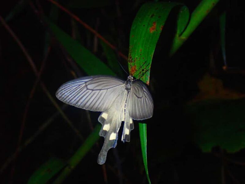 Miyakojima: Starry sky  Jungle Night Tour - Authentic Experiences & Guest Insights