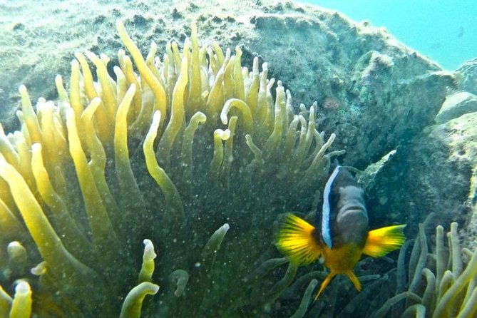 miyazaki-snorkel-kayak-tour