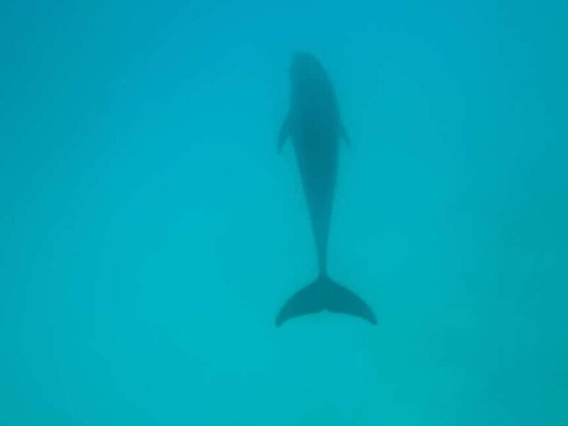 MNEMBA : AFRICAN MALDIVES DOLPHIN TOUR & SNORKLING - Practical Tips for a Great Experience