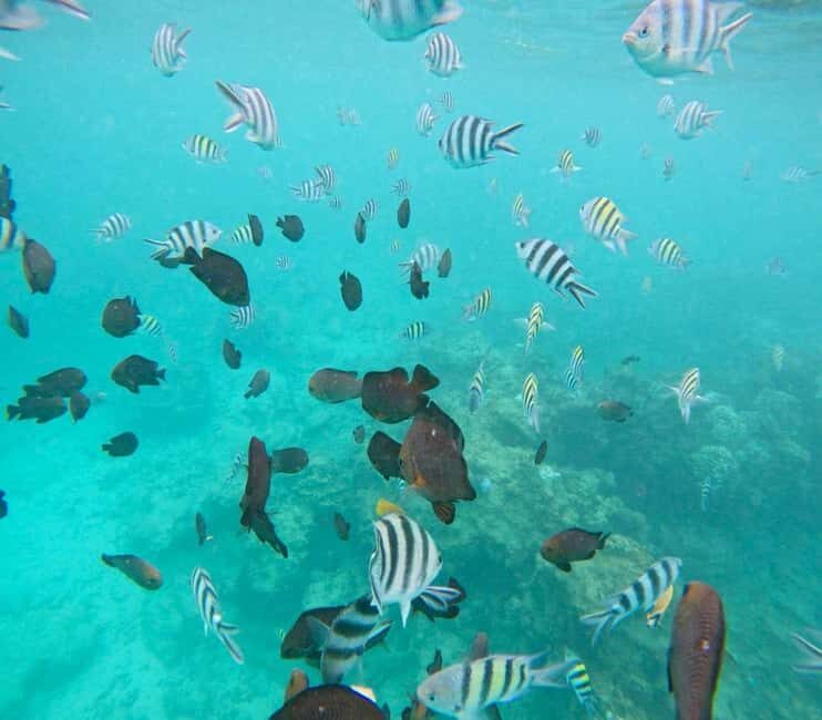 MNEMBA : AFRICAN MALDIVES DOLPHIN TOUR & SNORKLING - Final Thoughts