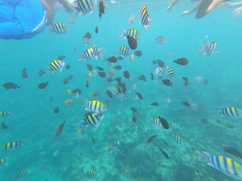 Mnemba Atoll: dolphins tour and snorkeling - What to Expect from the Mnemba Atoll Dolphins and Snorkeling Tour