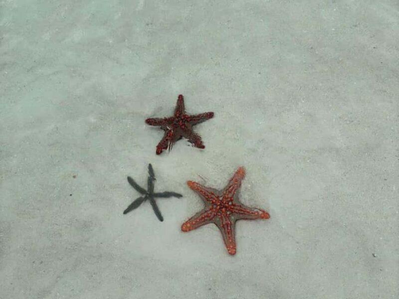 Mnemba Atoll: dolphins tour and snorkeling - The Sum Up