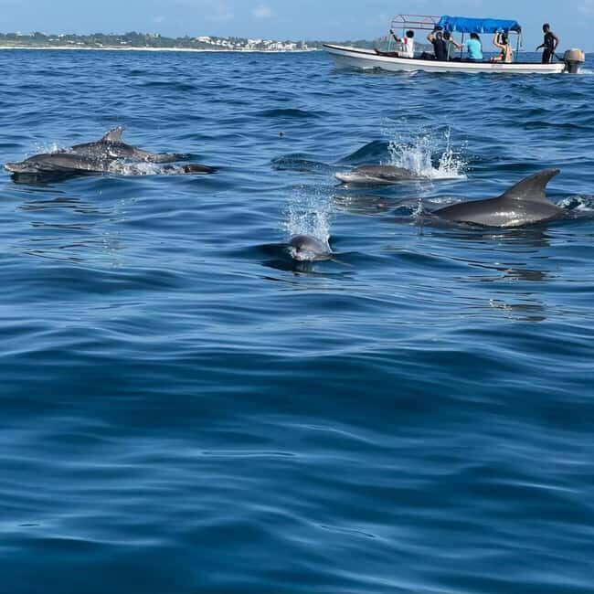 Mnemba Atoll: dolphins tour and snorkeling - FAQ