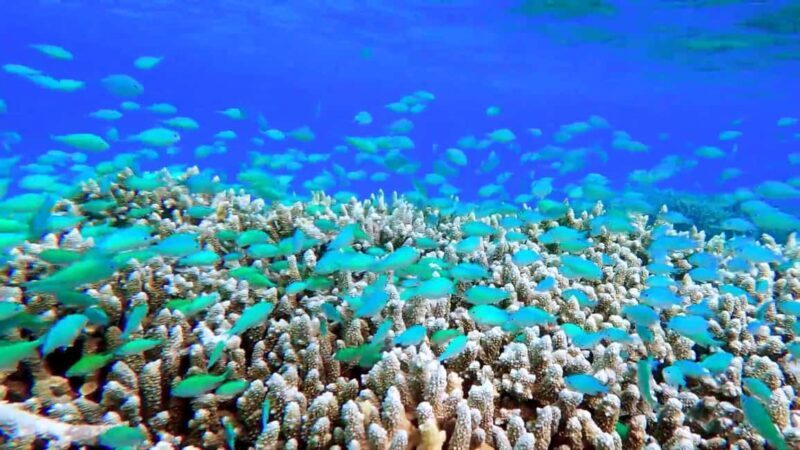 Mnemba atoll snorkeling - Key Points