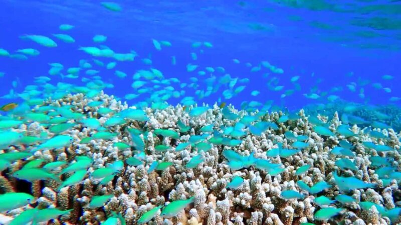 Mnemba atoll snorkeling - Getting to Know the Mnemba Atoll Snorkeling Tour