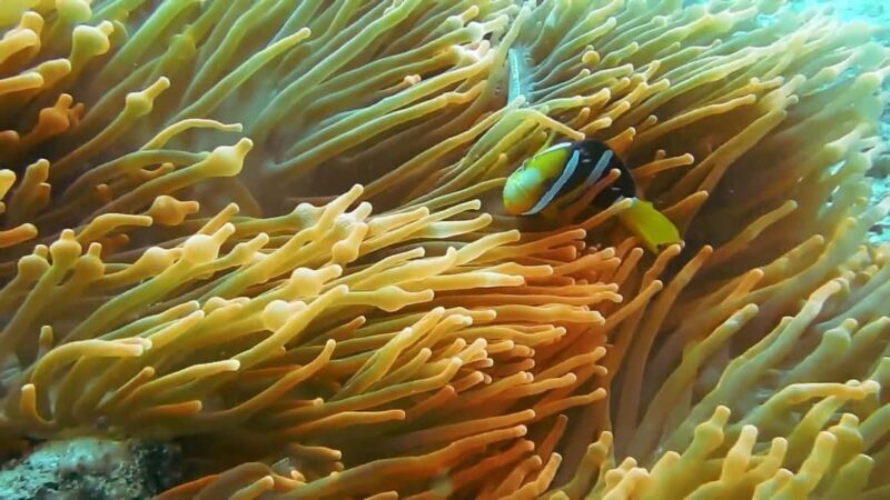 Mnemba atoll snorkeling - The Experience in Detail: What Travelers Say