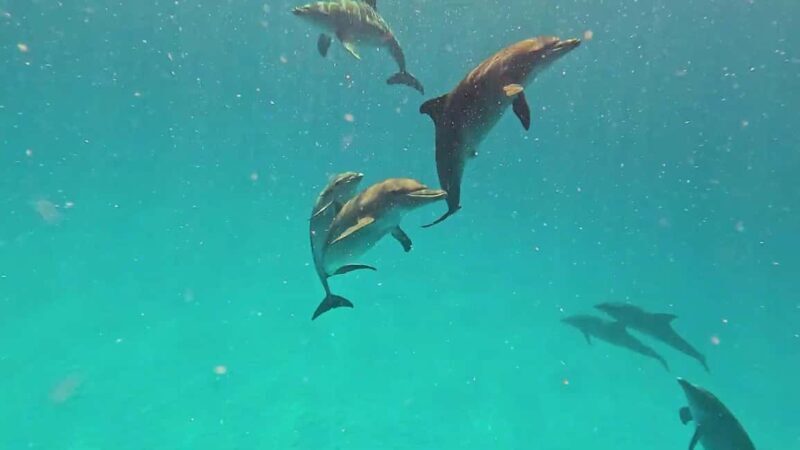 Mnemba atoll snorkeling - Final Thoughts: Who Will Love This Tour?