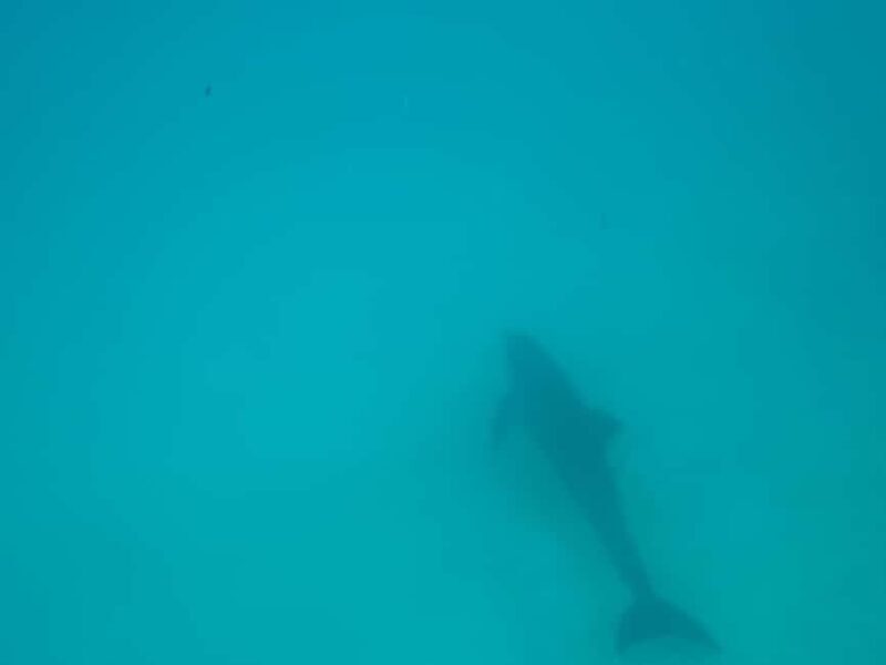 Mnemba dolphin & snorkel: from matemwe, pwani, kwingwa, Uroa - Who Will Love This Tour?