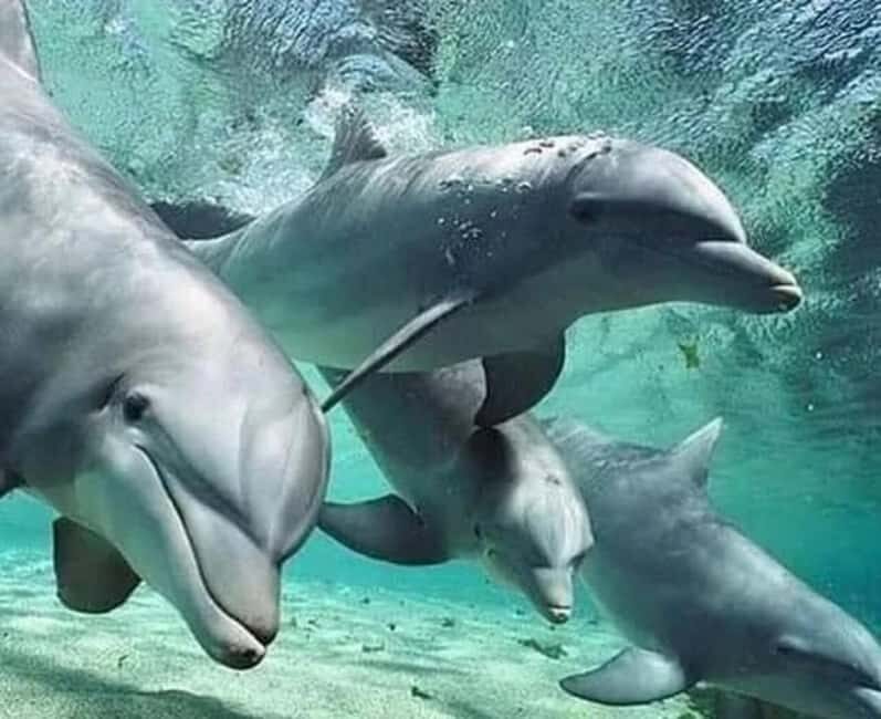Mnemba: Dolphin Swim & Snorkeling Adventure Day Trip - Key Points