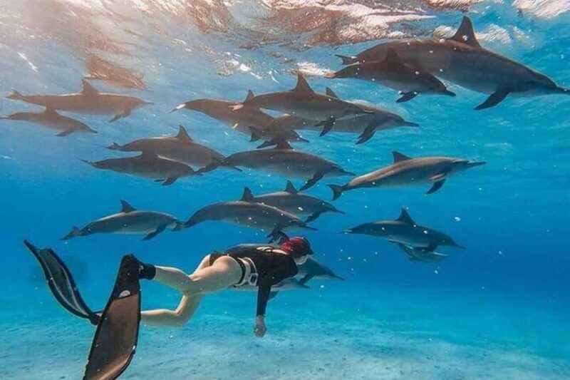 Mnemba: Dolphin Swim & Snorkeling Adventure Day Trip - Overview of the Experience